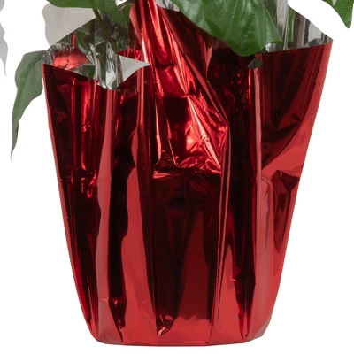 Northlight 14.5" White Artificial Christmas Poinsettia With Red Wrapped Base - Image 4