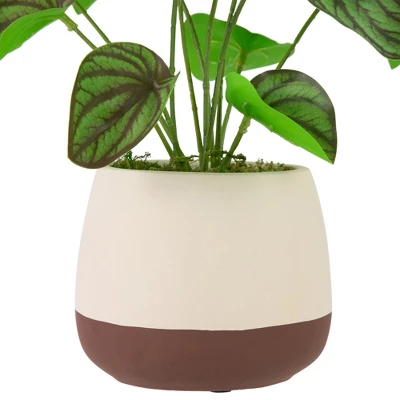 Northlight 10.25" Artificial Peperomia Plant In Two-Tone Ceramic Pot - Image 3
