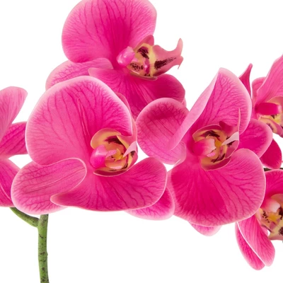 Northlight Real Touch™ Pink Artificial Spring Orchids In A Striped Ceramic Pot 2" - Image 3
