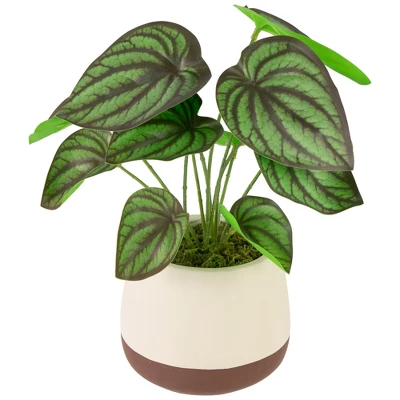 Northlight 10.25" Artificial Peperomia Plant In Two-Tone Ceramic Pot - Image 2